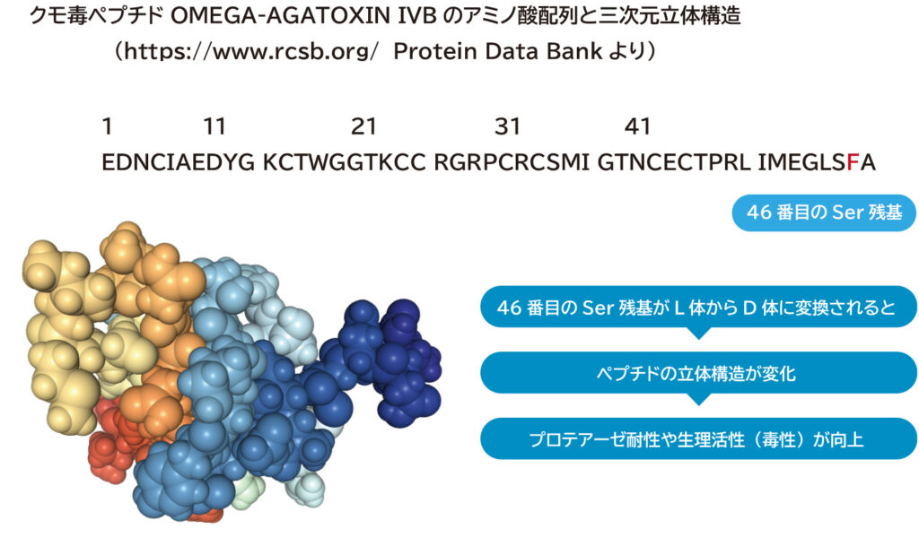 クモ毒ペプチド OMEGA-AGATOXIN IVBのアミノ酸配列と三次元立体構造
