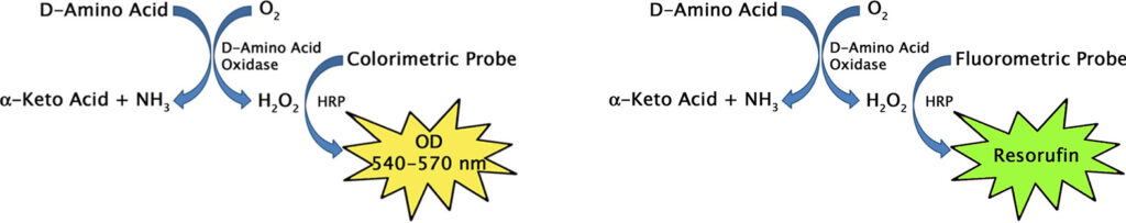 遊離型D-アミノ酸測定キットの測定原理イメージ図