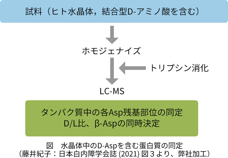 図　水晶体中のD-Aspを含む蛋白質の同定（藤井紀子：日本白内障学会誌 (2021) 図３より、弊社加工）
