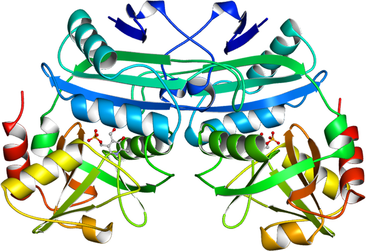 アミノ基転移酵素の三次元立体構造