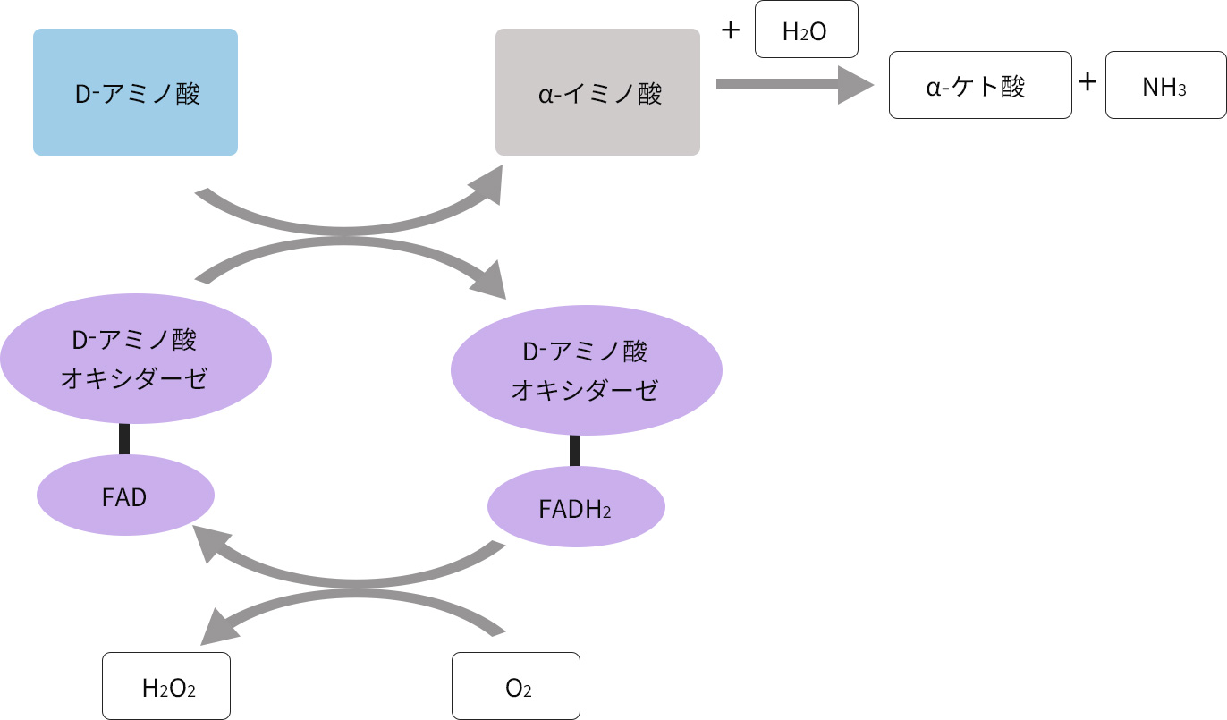 Dアミノ酸の関連酵素 Dアミノ酸ラボ株式会社