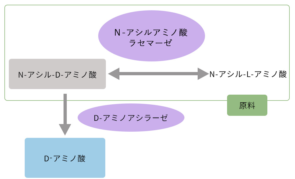 基質となるN-アシル-D-アミノ酸に対して、D-アミノアシラーゼとN-アシルアミノ酸ラセマーゼ、2つの酵素が作用するイメージ