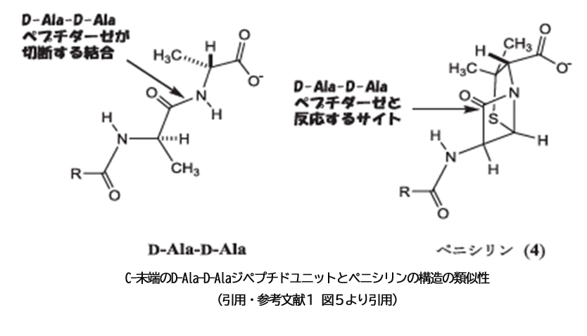 C-末端のD-Ala-D-Alaジペプチドユニットとペニシリンの構造の類似性（Dｰアラニンコラム）