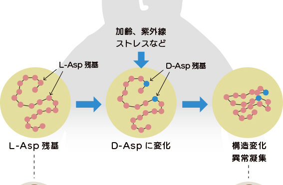 Dアスパラギン酸コラムイメージ