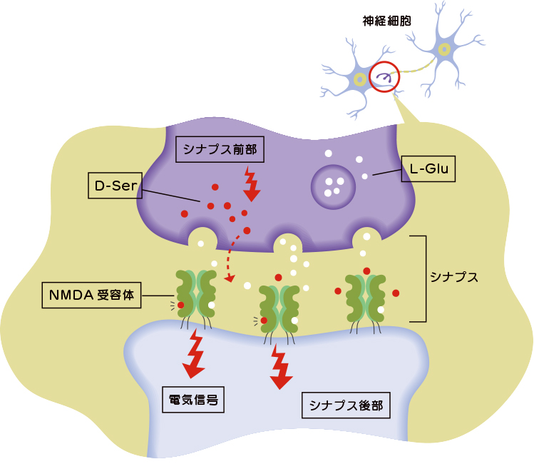 D-SerがNMDA受容体の主要な調節因子である（D-セリンコラム）