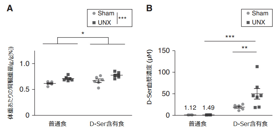 D-Ser投与は片側腎摘出手術(UNX)後の腎臓肥大を促進するグラフ（D-セリンコラム）