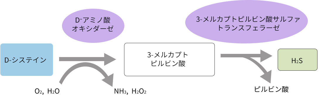 D-Cys経路図