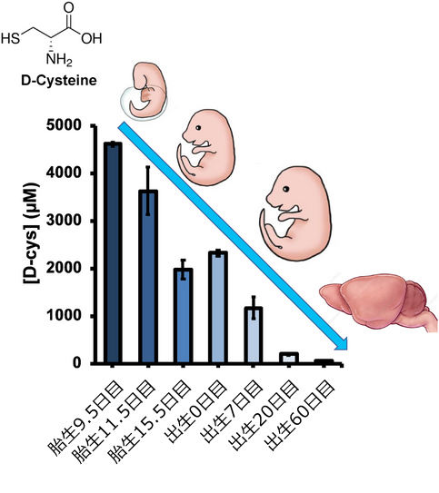 ウスの脳内の総D-Cys濃度は、発生中の胎児9.5日目で約4.5 mMであり、その後、出生後60日目にマイクロモル量まで徐々に減少するイメージ図