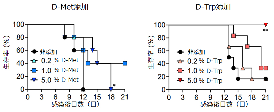 対照飼料または、D-MetまたはD-Trpを添加した飼料を与えたマウスに腸管病原細菌を感染させた際のマウス生存率グラフ