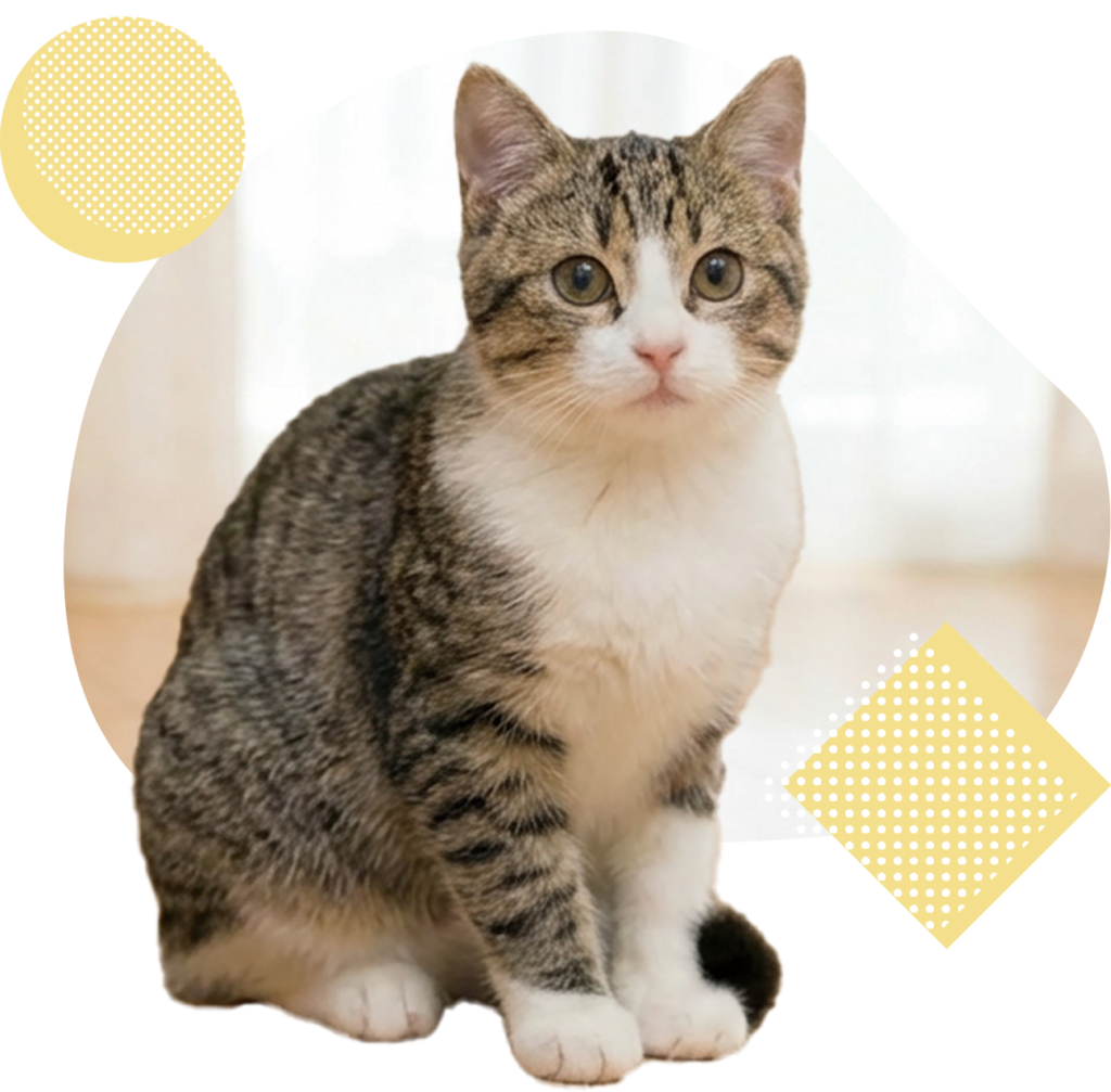 じんにゃんチェックの猫イメージ