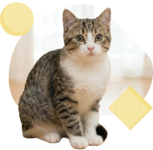 じんにゃんチェックの猫イメージ